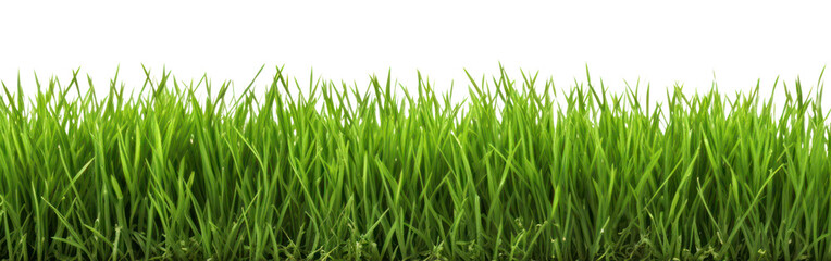 PNG A green grass field backgrounds plant lawn