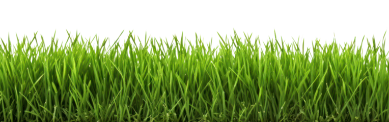 PNG A green grass field backgrounds plant lawn
