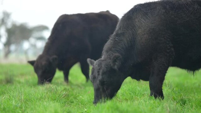 beautiful cattle in Australia  eating grass, grazing on pasture. Herd of cows free range beef being regenerative raised on an agricultural farm. Sustainable farming 