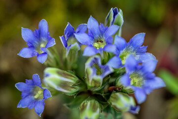 フデリンドウ（筆竜胆）　撮影地：岐阜県下呂市