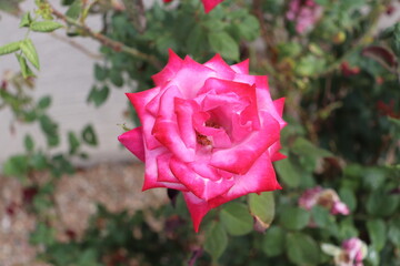 Single Rose 