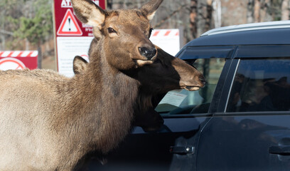 Nature Meets Modernity: Elk at a Car Window.  Wildlife Photography. 