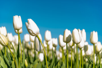 White tulips in a field in Skagit Valley, Washington