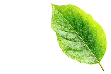 Obraz premium Single green leaf isolated on a transparent background, showcasing its fresh texture and intricate veins, embodying the essence of nature