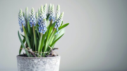 muscari in pot close up on white background generative ai