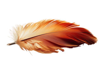 Soft orange yellow bird feather isolated on a transparent background