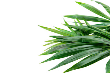 Fototapeta premium leaves isolated on transparent background