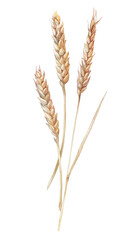 Watercolor yellow spikelets wheat isolated on white background. Plant for flour and whole grains bread. Meal and food for cookbook and kitchen. Hand-drawn nature clipart for wallpaper or wrapping