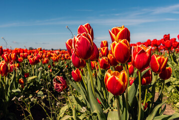 Red and yellow tulips in Skagit Valley, Washington