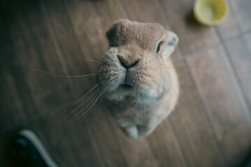 close up of mini lop rabbit