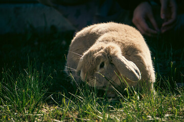 closeup of mini lop rabbit eating