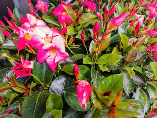 Vibrant Pink Azaleas Flourishing in Spring