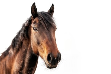 A brown horse with a black mane and a black nose