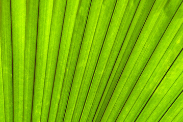 Close up of green palm leaf texture background, tropical leaf plant