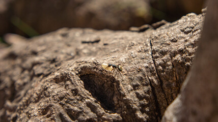 Ant entering the anthill in a tree