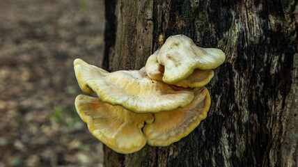 Mushroom clinging to a tree