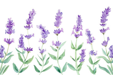 PNG Lavender watercolor border blossom flower plant.