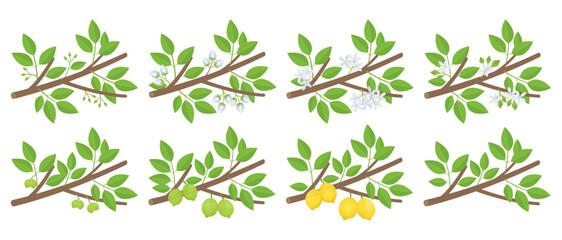 Lemon citrus phenological development stages of plants. Budding and flowering. Ripening growth period on a branch. Vector illustration.