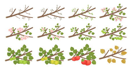 Apple phenological development stages of plants. Budding and flowering. Ripening growth period on a branch. Vector illustration.