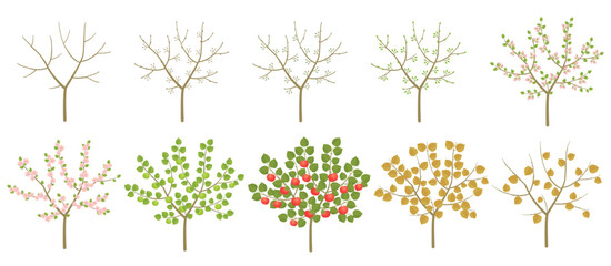 Apple tree phenological development stages of plants. Budding and flowering. Ripening growth period on a branch. Vector illustration.