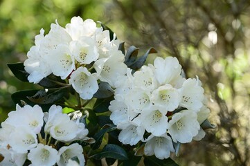 Blooming Rhododendron 