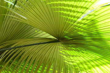 Close up of palm leaf texture background, tropical leaf plant