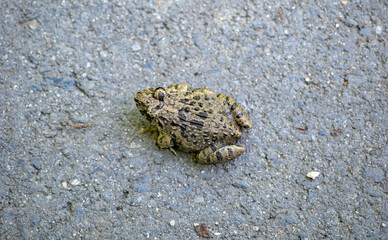 路上のヌマガエル