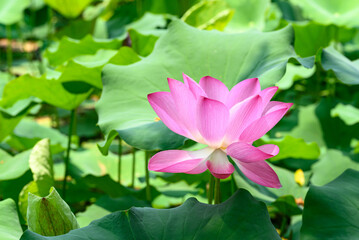 Pink lotus flower with leaf in the pond