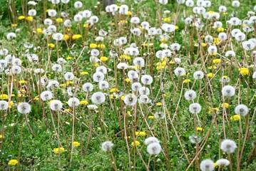Dandelion fluff. Asteraceae perennial plants. Blooms yellow flowers in spring, then attaches...