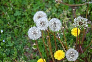 Dandelion fluff. Asteraceae perennial plants. Blooms yellow flowers in spring, then attaches spherical white fluff that scatters on the wind.