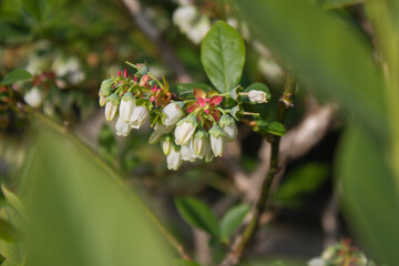 White flowers on blueberry stem