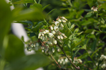White flowers on blueberry stem