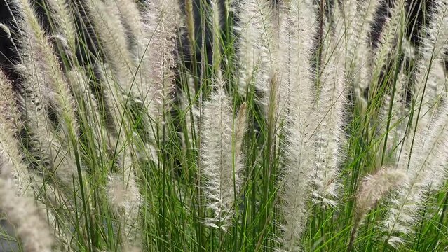 Pennisetum Fountain Grasses in the garden.