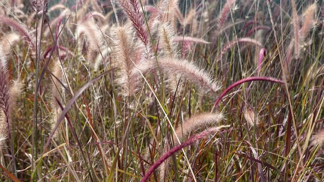 Pennisetum Fountain Grasses in the garden.