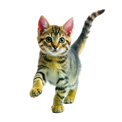 Obraz premium A cat sitting on a table
