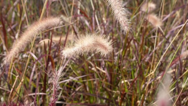 Pennisetum Fountain Grasses in the garden.
