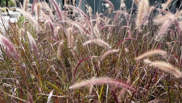 Pennisetum Fountain Grasses in the garden.