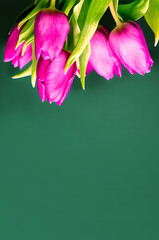 Fototapeta premium Fresh flower composition, bouquet of bi color tulips