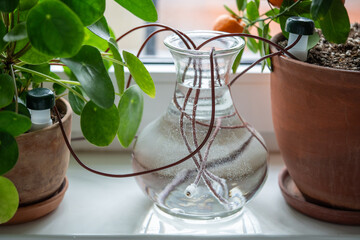 Automatic watering system for indoor plants. Vase, brown clay pots with green flowers stand on...