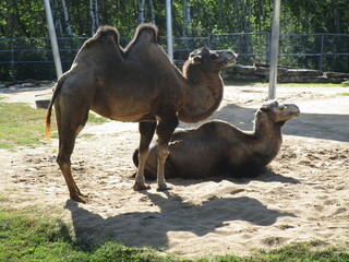 two camels, one standing and one laying down