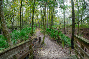 Florida's Oleno State Park on the River Sink Trail takes you through a shady hardwood hammock and on boardwalks over cypress swamps along the Santa Fe River.