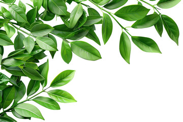 Obraz premium green leaves isolated