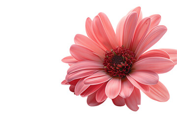 Pink Gerber Daisy Isolated on White Background: A Stunning Blossom of Nature's Beauty