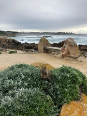 Monterey Coastal Symphony: Where Waves Meet Sky