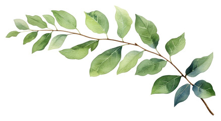 PNG Watercolor greenery plant leaf tree.
