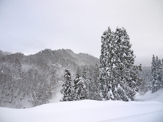 Idyllic japanese satoyama winter scenery with snow covered pine forest on the hill, deep fluffy snowdrifts in forest and on the tree branches, Yamagata nature, Japan