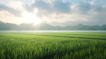 vast rice fields
