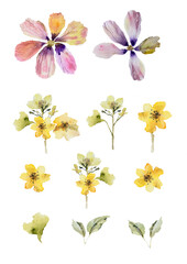 Collection illustration of watercolor flowers isolated
