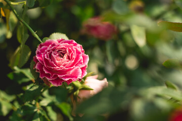 pink roses in garden