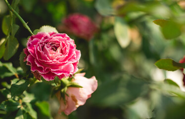 pink roses in garden